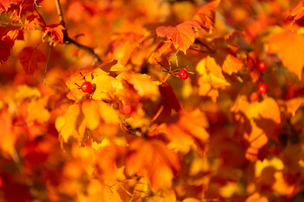 Hojas de otoño naranjas en rama enfoque selectivo de hojas de otoño naranja temporada de otoño