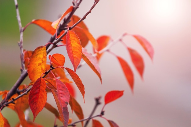 Hojas de otoño naranjas y rojas en la rama de un árbol en otoño