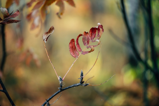 Hojas de otoño en la naturaleza