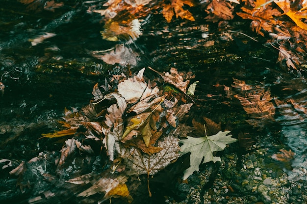 Hojas de otoño en la naturaleza.