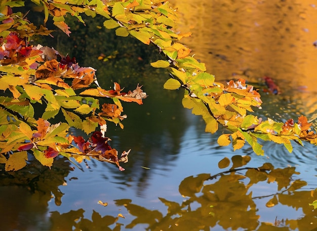 Hojas de otoño en la orilla del río.