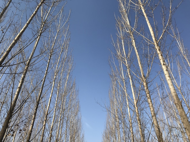 Hojas de otoño, otoño, bosque de otoño. Camino natural hacia el fondo.