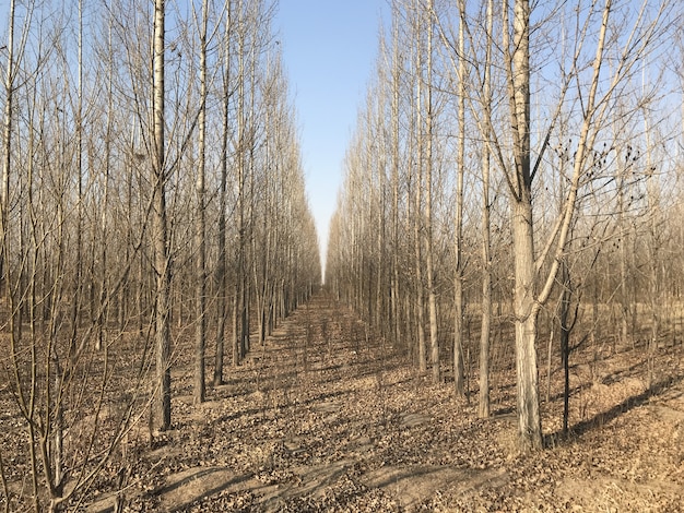 Hojas de otoño, otoño, bosque de otoño. Camino natural hacia el fondo.