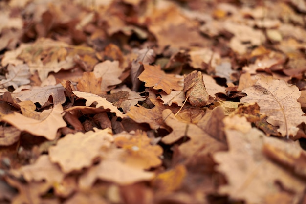 Hojas de otoño en el parque de la ciudad