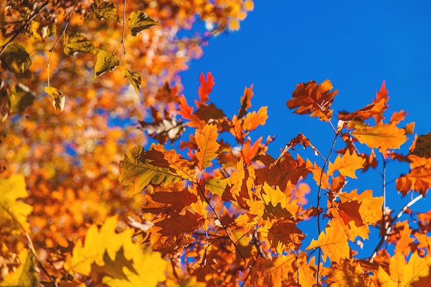 Hojas de otoño en el parque Enfoque selectivo Naturaleza