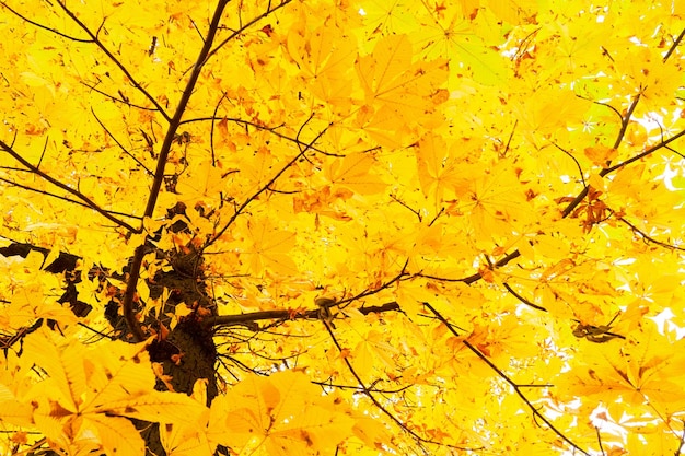 Hojas de otoño en el parque