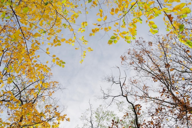 Hojas de otoño en el parque