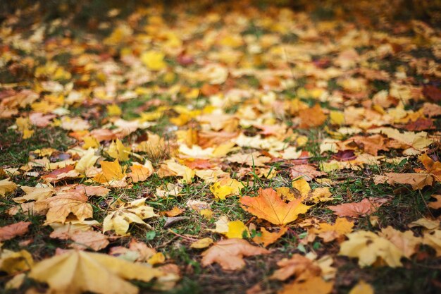 Hojas de otoño en los parques como telón de fondo.