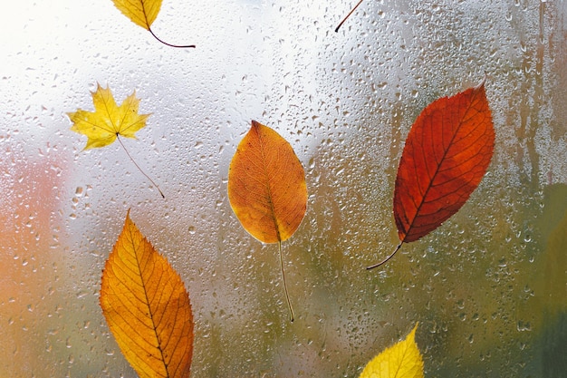 Hojas de otoño pegadas a la ventana que se moja con las gotas de lluvia Decoración otoñal para el hogar Ambiente acogedor de otoño