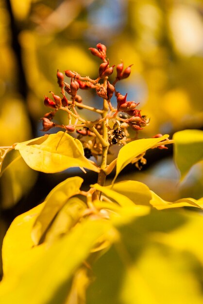 Hojas de otoño con primer plano de frutas silvestres