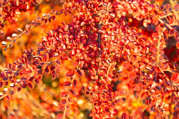 Hojas de otoño en la rama de un árbol closeup en otoño soleado