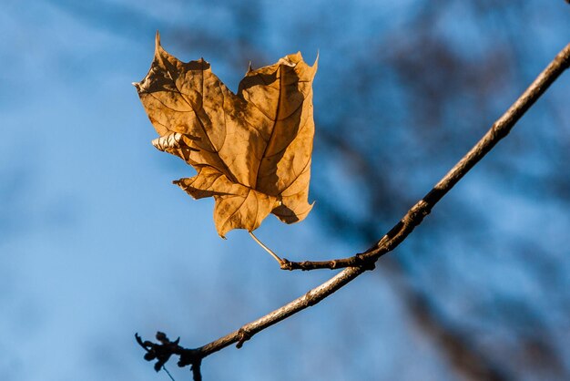 Hojas de otoño en una rama en primer plano de la luz del sol