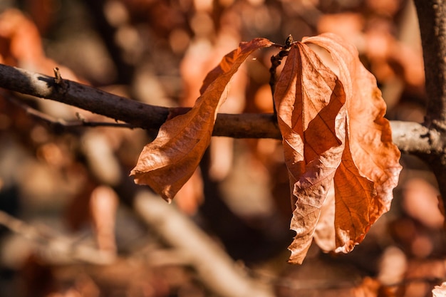 Hojas de otoño en una rama en primer plano de la luz del sol