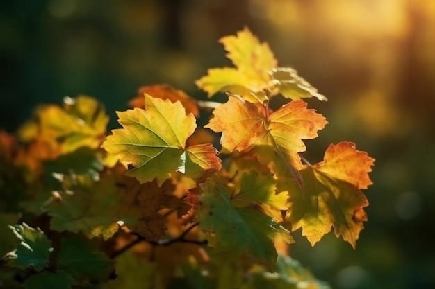 Hojas de otoño en una rama con el sol brillando a través de las hojas