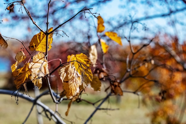 Foto hojas de otoño en las ramas de los árboles y caen al suelo