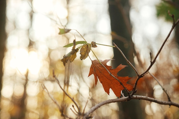 Hojas de otoño en las ramas en una luz cálida y soleada en los bosques de otoño Hola otoño Hojas marrones en la puesta de sol de la tarde Fondo de pantalla y pancarta de otoño