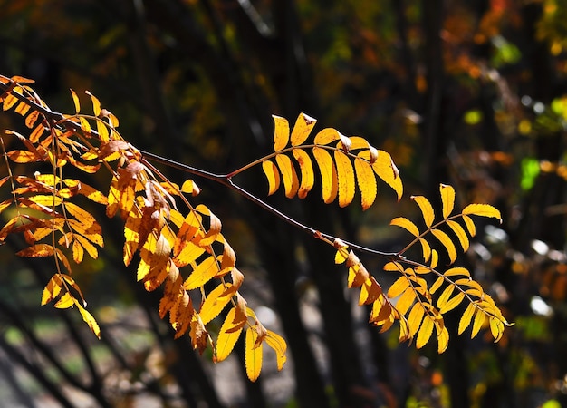 Hojas de otoño en las ramas