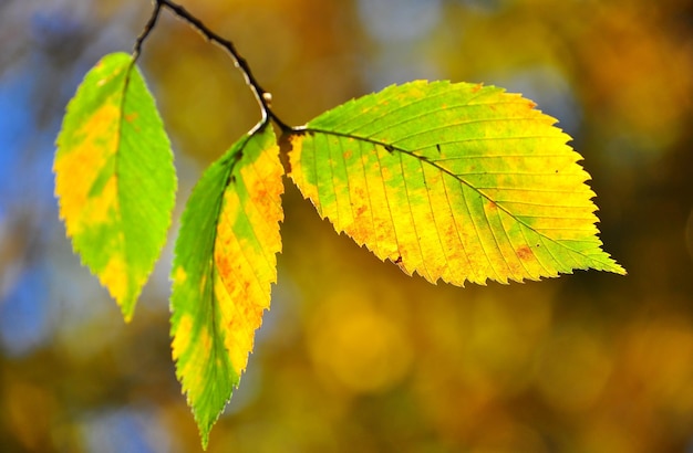 Hojas de otoño en las ramas