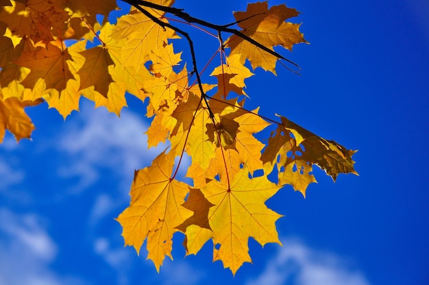 Hojas de otoño en las ramas