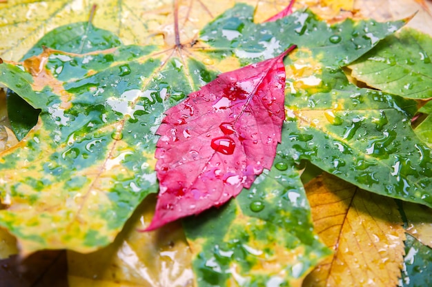Hojas de otoño reales en gotas de lluvia. Foto de temporada. Colores amarillos y verdes con textura. Postal de noviembre.