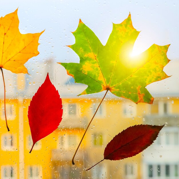 Hojas de otoño reales con gotas de lluvia en la ventana. Foto de temporada. Colores amarillos y verdes con textura. Postal de noviembre. Fondo transparente. Hermosa vista sobre la ciudad.