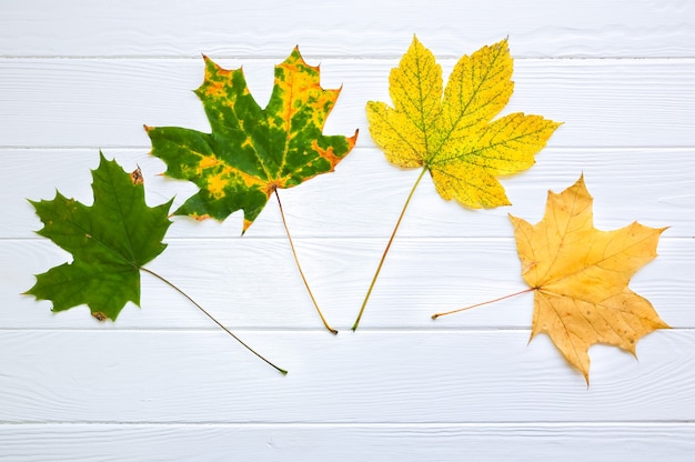 Hojas de otoño reales sobre fondo blanco de madera. Foto de temporada. Copie el lugar del espacio. Postal de noviembre. Color degradado de verde a amarillo.