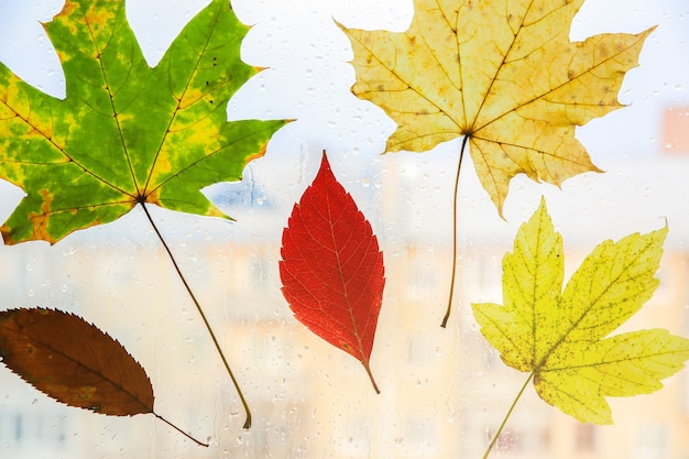 Hojas de otoño reales en la ventana. Foto de temporada. Colores amarillos y verdes con textura. Postal de noviembre. Fondo transparente. Hermosa vista sobre la ciudad.