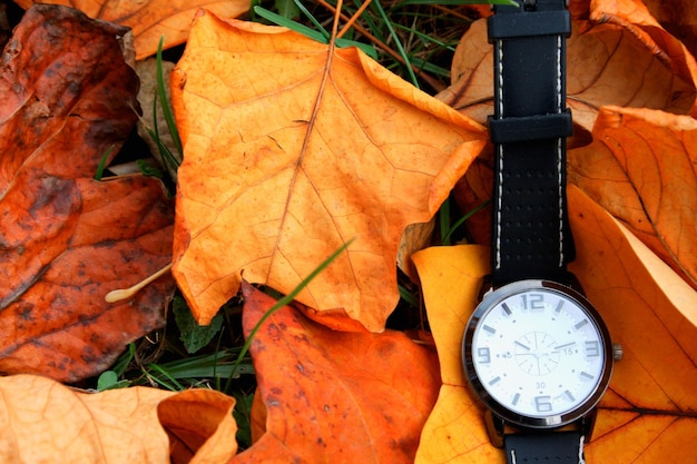 Hojas de otoño y reloj aislado