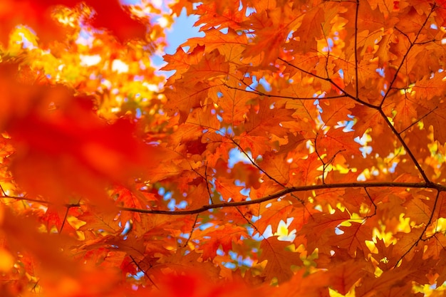 Hojas de otoño de roble de color naranja en la rama enfoque selectivo de hojas de otoño de roble temporada de otoño