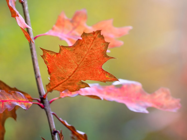 Hojas de otoño de roble rojo de cerca sobre un fondo borroso_