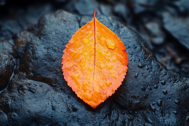 Hojas de otoño en la roca húmeda Colores de otoño Naturaleza Macro