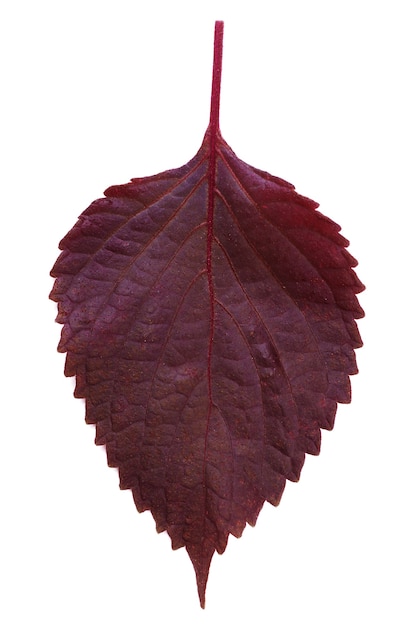 Hojas de otoño rojas aisladas sobre fondo blanco