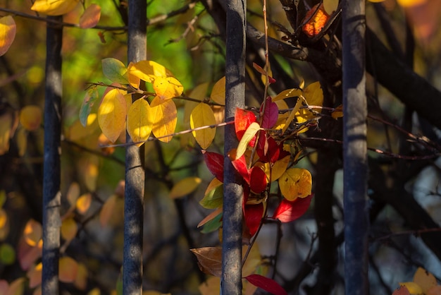 Hojas de otoño rojas y amarillas detrás de una valla con barras de acero