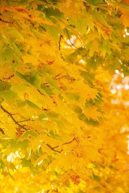 hojas de otoño rojas y amarillas en las ramas de los árboles