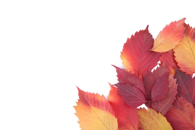 Hojas de otoño rojas y anaranjadas aisladas en blanco