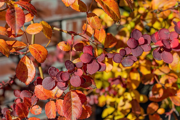 Hojas de otoño rojas y anaranjadas amarillas en los árboles en el jardín