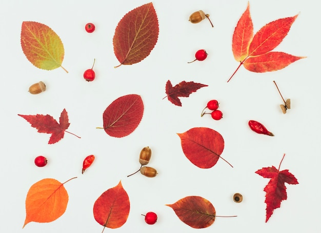 hojas de otoño rojas y anaranjadas, bellotas y pequeñas manzanas rojas sobre fondo blanco.