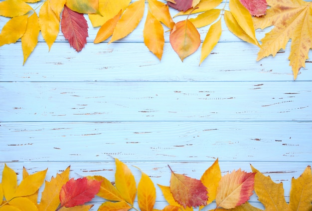 Hojas de otoño rojas y anaranjadas en la tabla azul