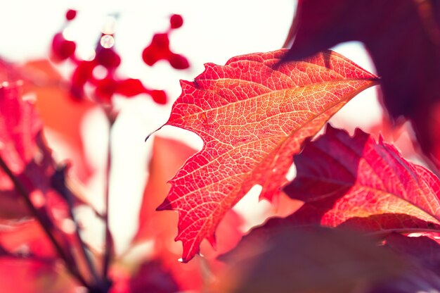 Hojas de otoño rojas. Imagen macro, enfoque selectivo