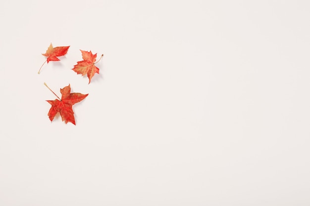 Hojas de otoño rojas sobre fondo blanco