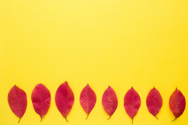 Hojas de otoño rojo sobre fondo amarillo brillante