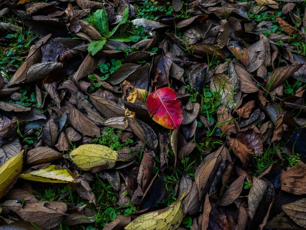 Foto hojas de otoño en rojo