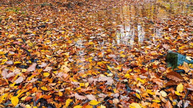 Hojas de otoño secas amarillas en el bosque