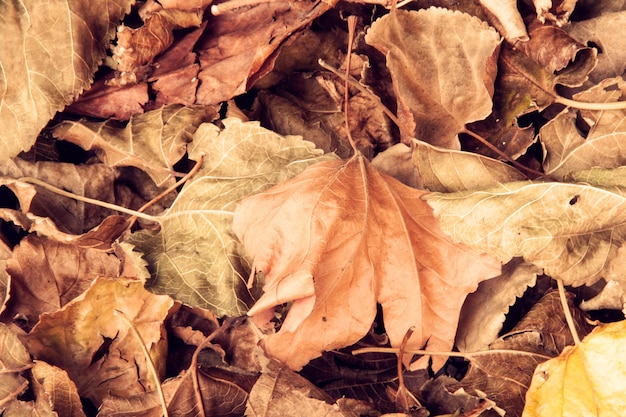 Hojas de otoño secas caídas