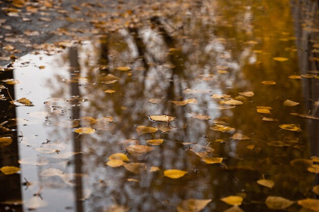 Hojas de otoño sobre fondo de agua en charco concepto de atmósfera de otoño