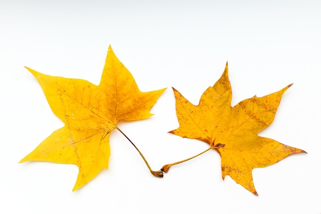 Hojas de otoño sobre fondo blanco.