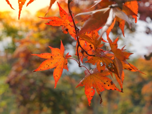 Hojas de otoño sobre fondo borroso. Hojas de arce. Concepto de otoño. Tema de otoño