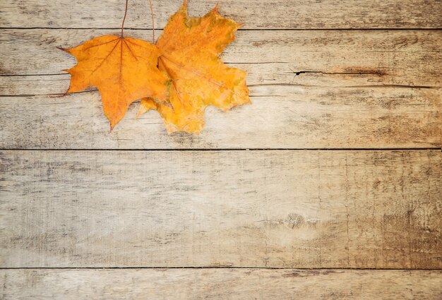 Hojas de otoño sobre fondo de madera. Enfoque selectivo