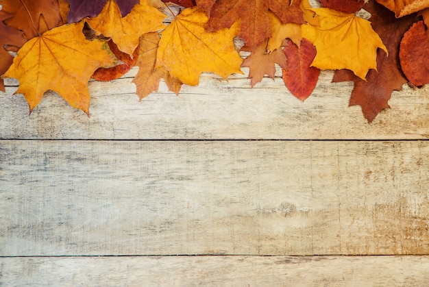 Hojas de otoño sobre fondo de madera. Enfoque selectivo