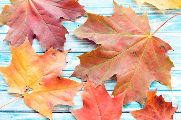 Hojas de otoño sobre fondo de madera